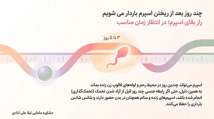 چند روز بعد از ریختن اسپرم باردار می شویم