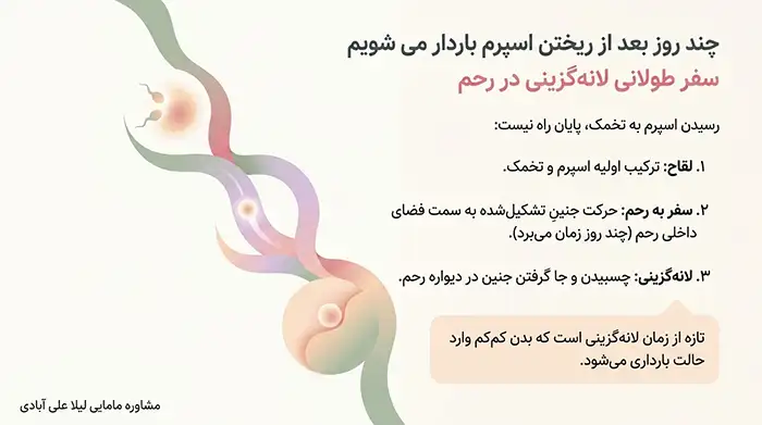 چند روز بعد از ریختن اسپرم باردار می شویم