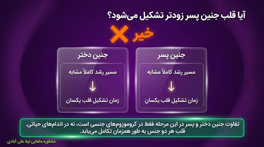 قلب جنین پسردرچندهفتگی تشکیل میشود+ضربان قلب جنین پسر چند است