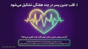 قلب جنین پسردرچندهفتگی تشکیل میشود+ضربان قلب جنین پسر چند است
