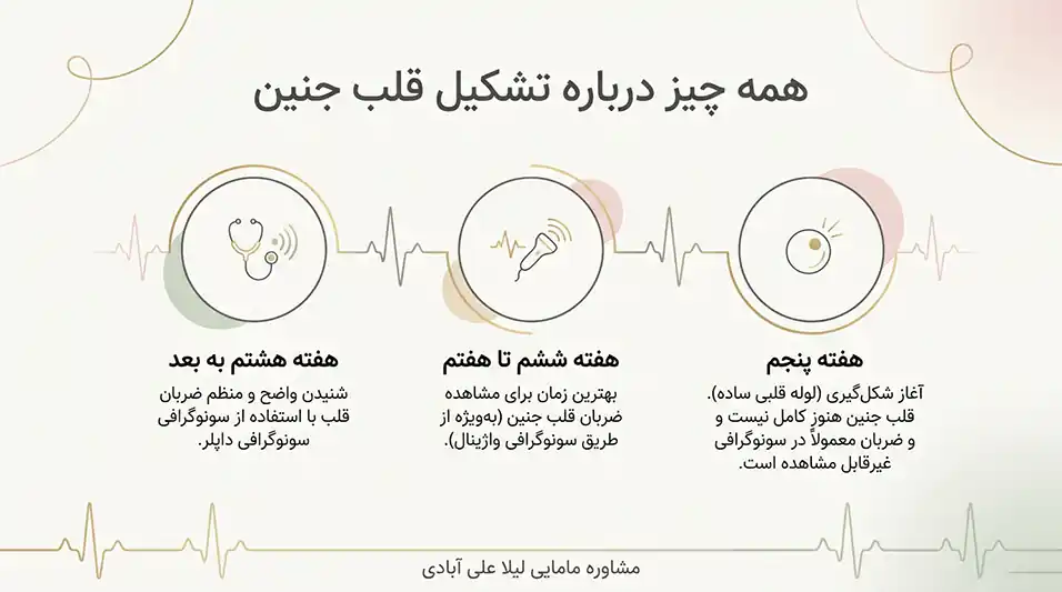 آخرین مهلت برای تشکیل قلب جنین