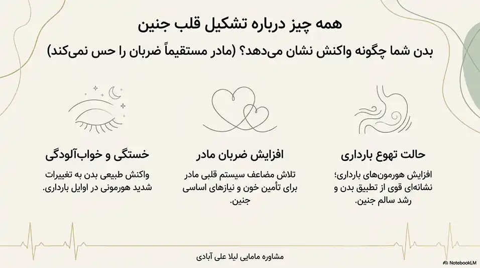 آخرین مهلت برای تشکیل قلب جنین