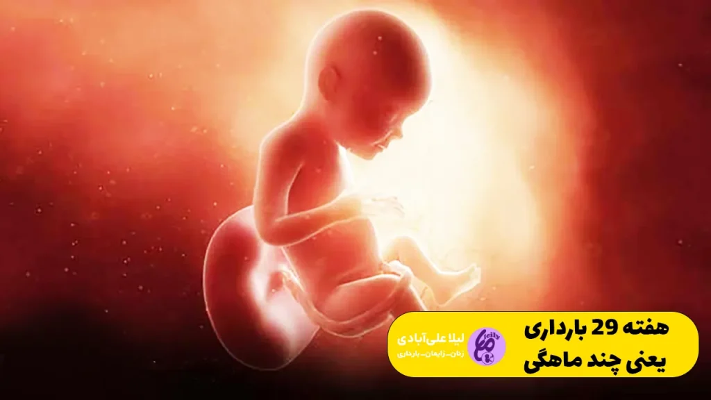 عکس جنین ۲۹ هفته