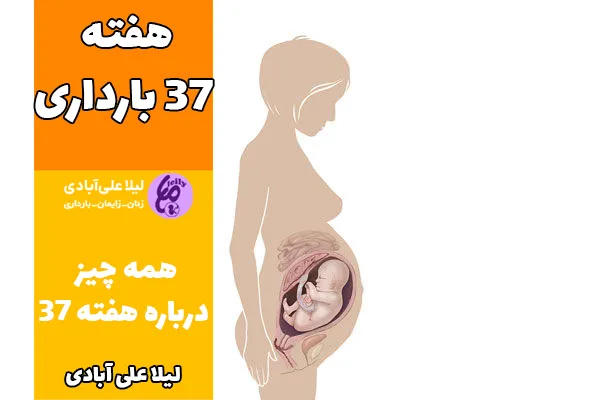 هفته ۳۷ بارداری