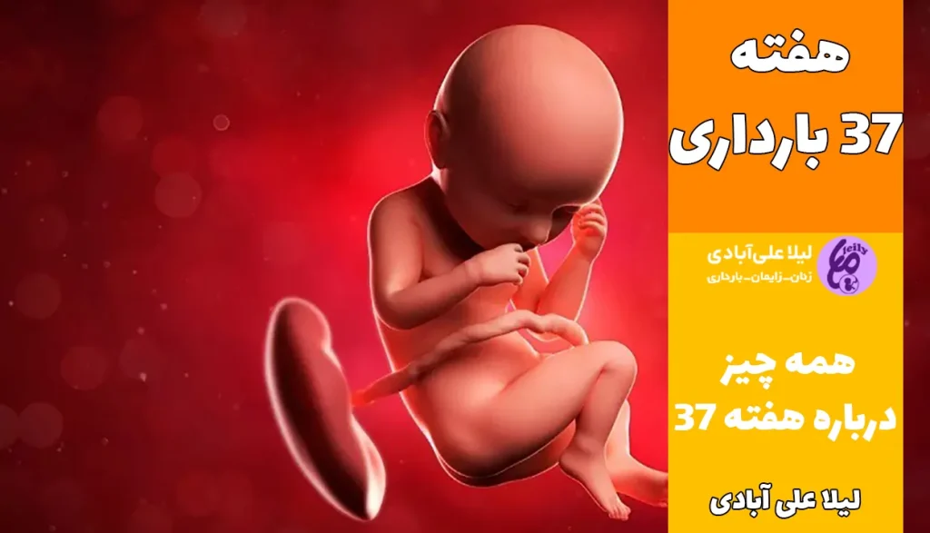هفته ۳۷ بارداری