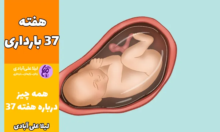 هفته ۳۷ بارداری