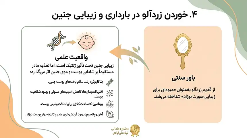 زردآلو در بارداری+خوردن زردآلو در بارداری و زیبایی جنین