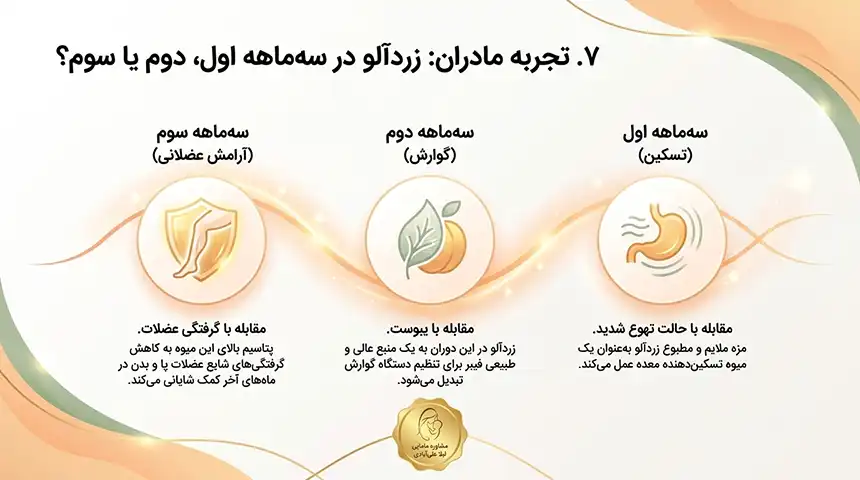 زردآلو در بارداری+خوردن زردآلو در بارداری و زیبایی جنین
