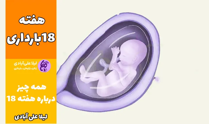 هفته هجدهم بارداری