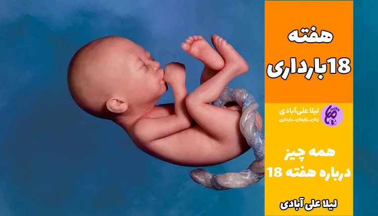 هفته هجدهم بارداری پسر