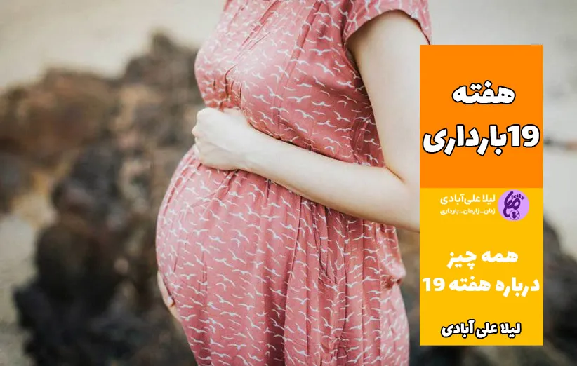 هفته ۱۹ بارداری