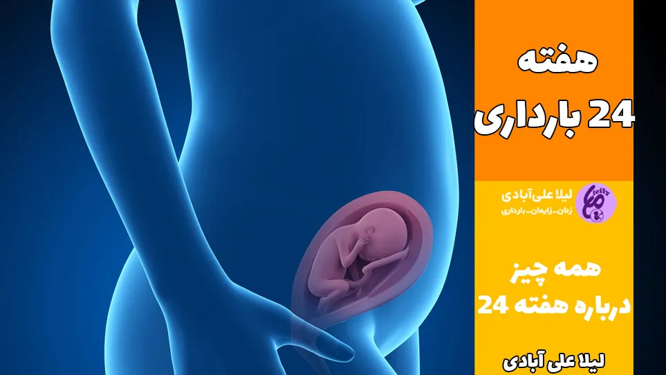 هفته ۲۴ بارداری