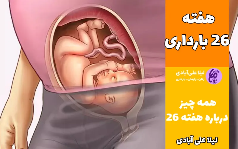 تصویر جنین در هفته ۲۶ بارداری