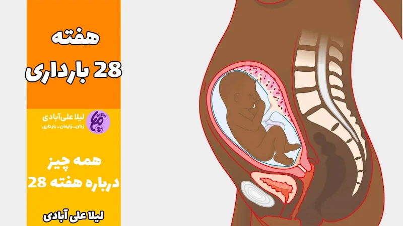 عکس نوزاد ۲۸ هفته