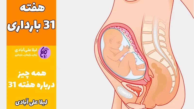 هفته ۳۱ بارداری