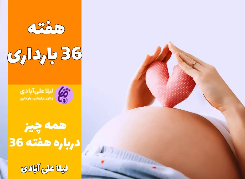 هفته ۳۶ بارداری