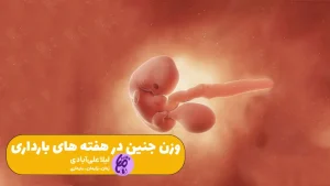 وزن جنین در هفته های بارداری