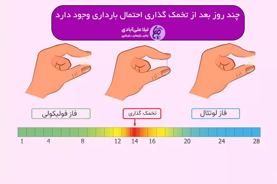 چند روز بعد از تخمک گذاری احتمال بارداری وجود دارد