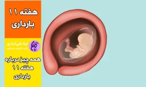 هفته دوازدهم بارداری