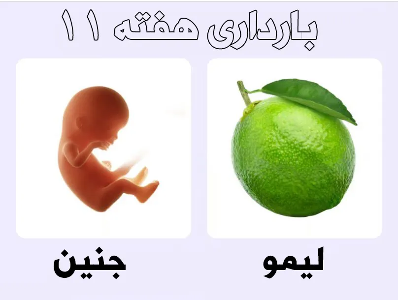 هفته دوازدهم بارداری