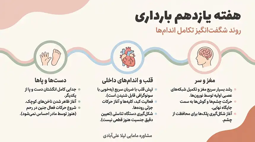 میوه های هفته یازدهم بارداری+علائم زنده بودن جنین در هفته یازدهم