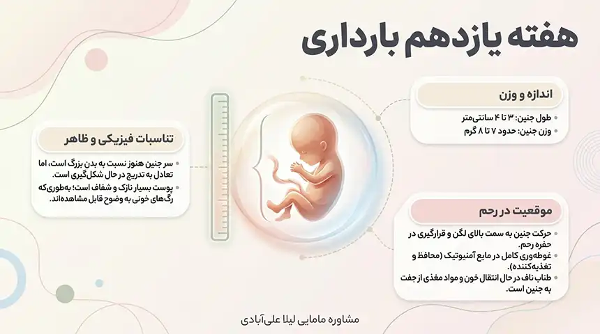 میوه های هفته یازدهم بارداری+علائم زنده بودن جنین در هفته یازدهم