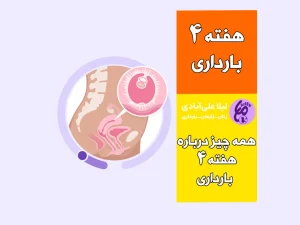 هفته چهارم بارداری