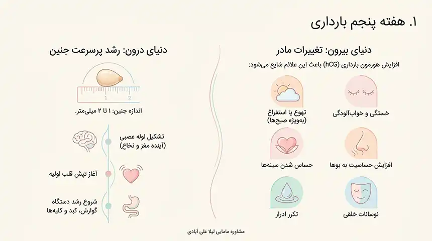 جنین در هفته پنجم در کجای شکم قرار دارد+هفته پنجم بارداری+دل درد و کمردرد در هفته پنجم بارداری