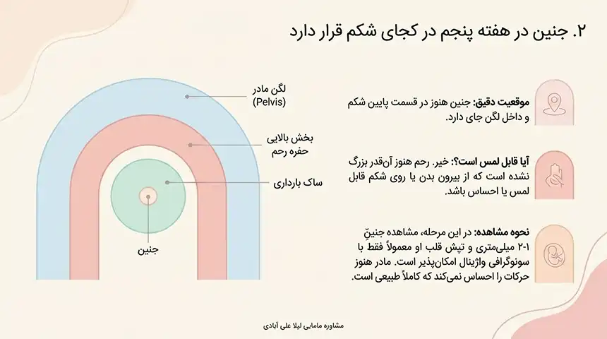 جنین در هفته پنجم در کجای شکم قرار دارد+هفته پنجم بارداری+دل درد و کمردرد در هفته پنجم بارداری