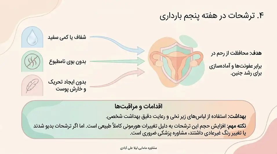 جنین در هفته پنجم در کجای شکم قرار دارد+هفته پنجم بارداری+دل درد و کمردرد در هفته پنجم بارداری