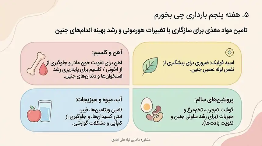 جنین در هفته پنجم در کجای شکم قرار دارد+هفته پنجم بارداری+دل درد و کمردرد در هفته پنجم بارداری