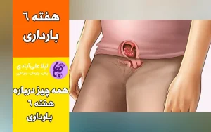 هفته ششم بارداری