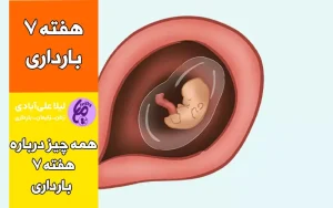 هفته هفتم بارداری