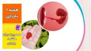 هفته هشتم بارداری