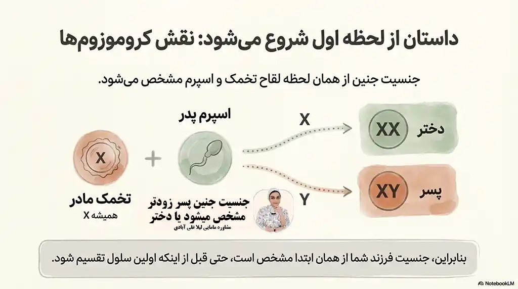 جنسیت جنین پسر زودتر مشخص میشود یا دختر