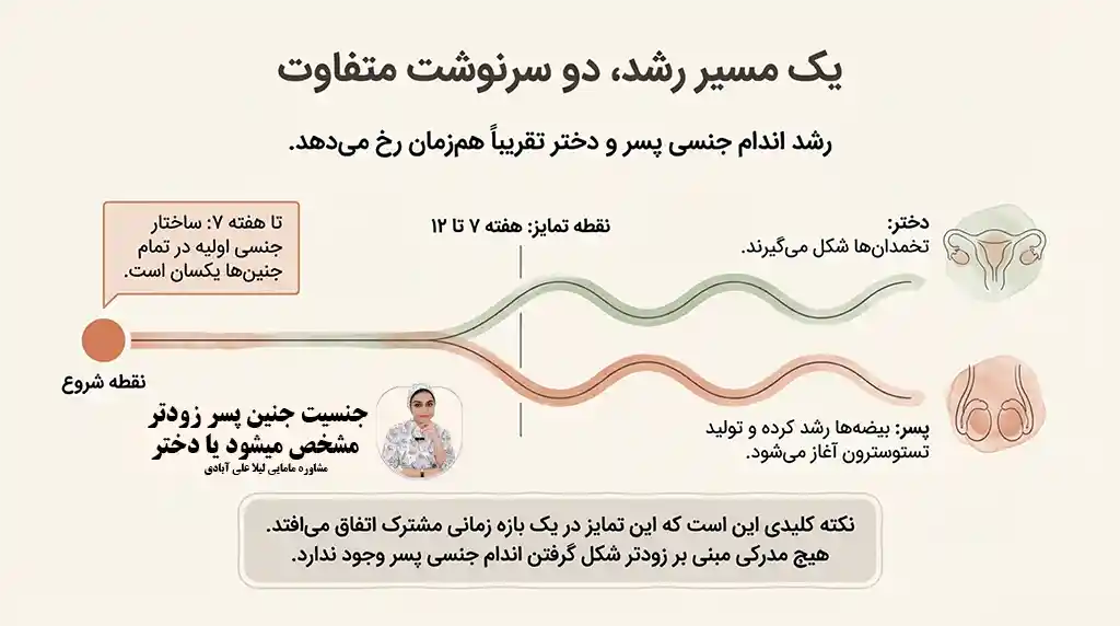 جنسیت جنین پسر زودتر مشخص میشود یا دختر