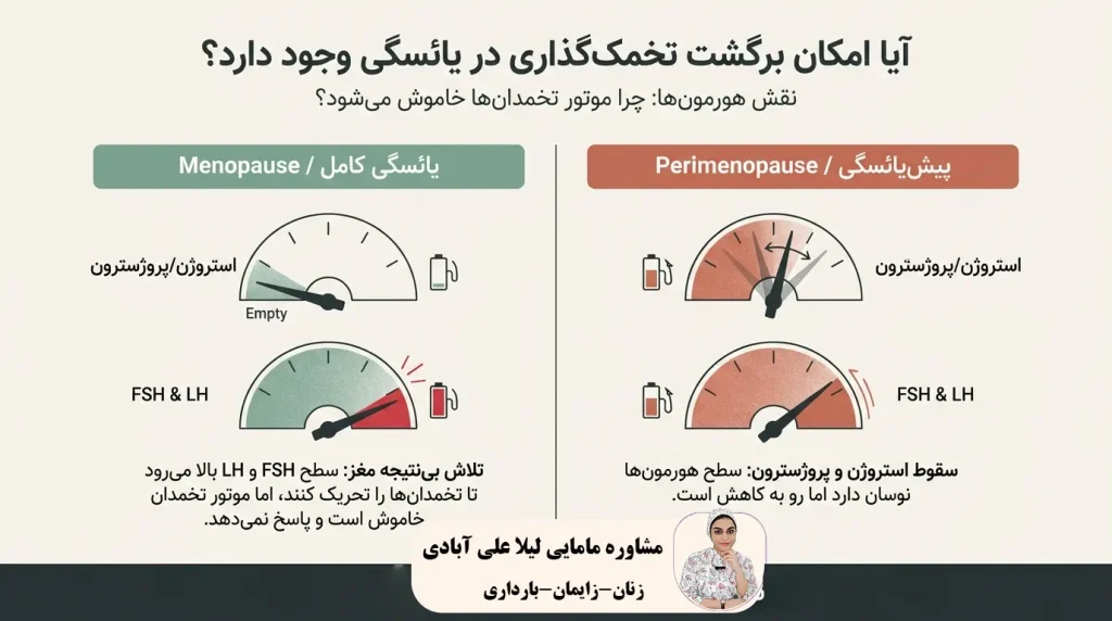 آیا امکان برگشت تخمک‌گذاری در یائسگی وجود دارد؟