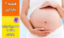 هفته دوم بارداری